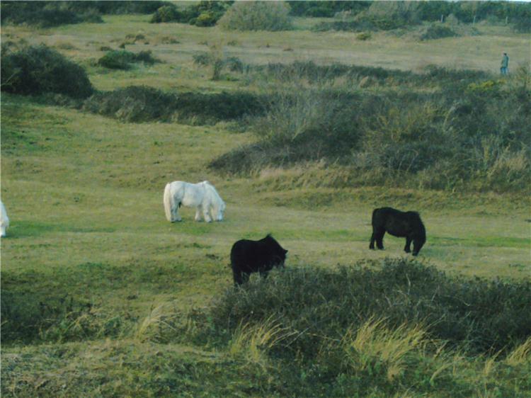 The Shetland Ponies Dawlish Warren